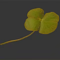 Three Leaf Clover Plant with Green Leaf Distinctive Shape and Natural Reflection on Dark Background 3d model