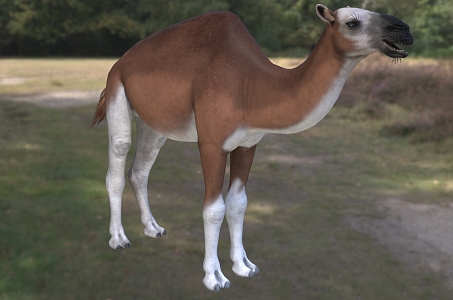 North American camel animals 3d model