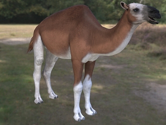 North American camel animals 3d model