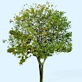 Vibrant Fruit Arbor with Green Foliage and Yellow Fruits Against Light Blue Background
