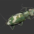 Green and White Tiger Beetle With Metallic Sheen And Long Legs On Dark Background
