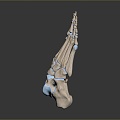 Foot Foot Bone Toe Bone Foot Skeleton Foot Muscle Human Foot Medical Medical Human Body Teaching Aware 3d model