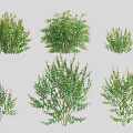 Arbor Collection Showcasing Six Varied Forms Lush Green Foliage And Sizes 3d model