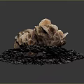 Orange Brown Coral Aquatic Animal Display on Gray Natural Base Surface