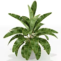 Indoor Bonsai Potted Plant With Large Green Leaves And Red Edged Foliage
