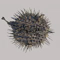 Spiny Spherical Pufferfish A Unique Aquatic Animal With Textured Body And Sharp Spines