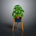 Indoor Green Plant with Round Leaves in Ceramic Pot on Wooden Stand