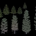 Various Coniferous Arbor Trees With Different Shapes And Sizes Isolated On Black