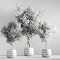 Three Bonsai Olive Trees With Lush Foliage In Light Colored Pots 3d model