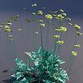 Lush Yellow Flowers With Slender Stems And Green Leaves Against Gray Background