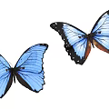 Two Colorful Blue Butterflies With Black Edged Wings On White Background
