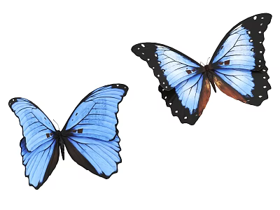 Two Colorful Blue Butterflies With Black Edged Wings On White Background 3d model