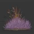 Purple Decorative Plants With Clustered Growth And Thin Stems In Group