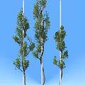 Lush Green Plants With Vibrant Fresh Leaves Against Clear Blue Sky Outdoor Scenery