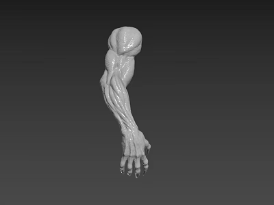 Realistic 3D Model Of Human Muscular Arm Organ With Arm Hair Details 3d model