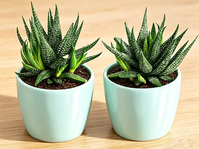 Green Succulent Potted Plants In Light Blue Ceramic Pots On Wooden Table 3d model