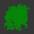 Healthy Arbor With Lush Green Foliage Strong Trunk And Natural Canopy