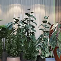 Different Types of Indoor Potted Plants With Green Leaves And Decorative Pots In Soft Light