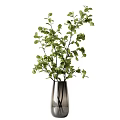 Multiple Glass Vases with Various Green Plants and Lush Foliage for Interior Decoration