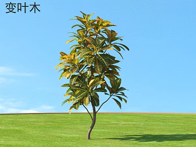 Variegated Croton Shrub With Yellow Green Leaves On Green Lawn Under Blue Sky 3d model