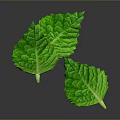 Fresh Green Mint Leaves Ideal For Culinary Recipes And Food Garnishing