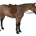 Bay Horse Standing With Properly Fitted Leather Saddle And Bridle