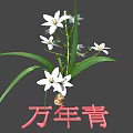 White Flowers With Green Leaves On Evergreen Plant Natural Botanical Fresh View