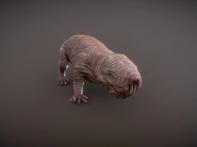 3D Rendered Naked Mole Rat With Wrinkled Skin And Large Teeth 3d model