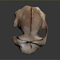 Unique Skull Sculpture With Brown And White Textured Surface On Gray Background