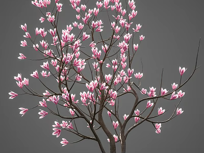 Vibrant Pink Flowers Blooming On Tree Branches Against Soft Gray Background 3d model