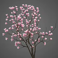 Vibrant Pink Flowers Blooming On Tree Branches Against Soft Gray Background 3d model