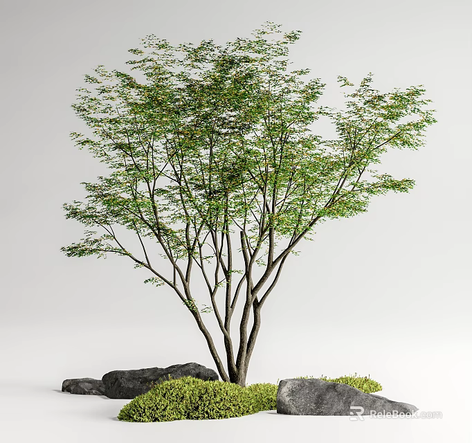 Lush Green Foliage Deciduous Arbor With Multiple Trunks Rocks And Grass At Base 3d model 