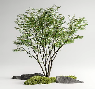 Red maple landscape tree courtyard arbor maple courtyard sketch moss micro-terrain stone 3d model