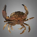 Close Up View Of Dark Colored Patterned Crab With Large Claws On Gray Background