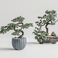 Two Bonsai Plants With Curved Trunks Green Foliage In Blue And Stone Containers