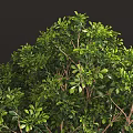 Lush Green Shrub With Dense Vibrant Foliage And Healthy Branch Growth