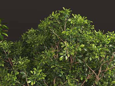 Lush Green Shrub With Dense Vibrant Foliage And Healthy Branch Growth 3d model