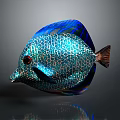 Colorful Tropical Fish With Blue Green Scales Red Eyes And Brown Tail
