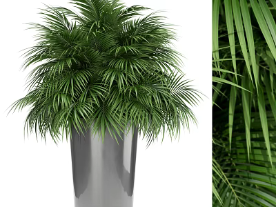 Green Palm Potted Plant in Silver Metal Pot with Lush Fronds for Indoor Decor 3d model