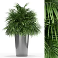 Green Palm Potted Plant in Silver Metal Pot with Lush Fronds for Indoor Decor