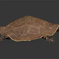 Detailed Brown Softshell Turtle With Unique Shell Texture Isolated On Dark Background 3d model