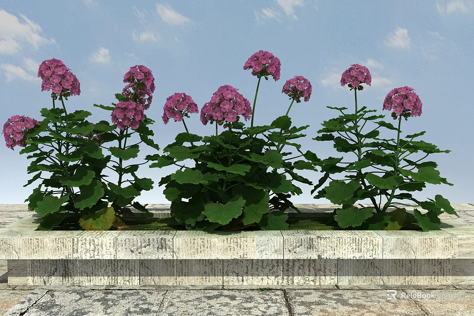Vibrant Pink Hydrangea Flowers With Lush Green Leaves On Stone Slab Under Blue Sky 3d model 