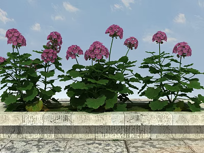 Vibrant Pink Hydrangea Flowers With Lush Green Leaves On Stone Slab Under Blue Sky 3d model