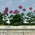 Vibrant Pink Hydrangea Flowers With Lush Green Leaves On Stone Slab Under Blue Sky