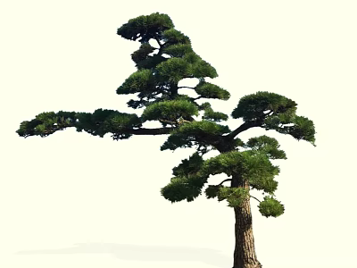 Unique Shaped Pine Tree With Curved Branches And Lush Green Needles 3d model