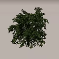 Lush Green Shrub Growing In Front Of Stone Wall On Green Grass Area