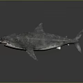 3D Rendered Shark With Open Mouth Sharp Teeth And Streamlined Body On Gray Reflective Background