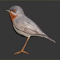Gray Feathered Bird with Red Chest White Belly and Orange Legs Standing on Dark Background