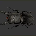 Black Stag Beetle With Prominent Horn And Shiny Exoskeleton On Gray Background