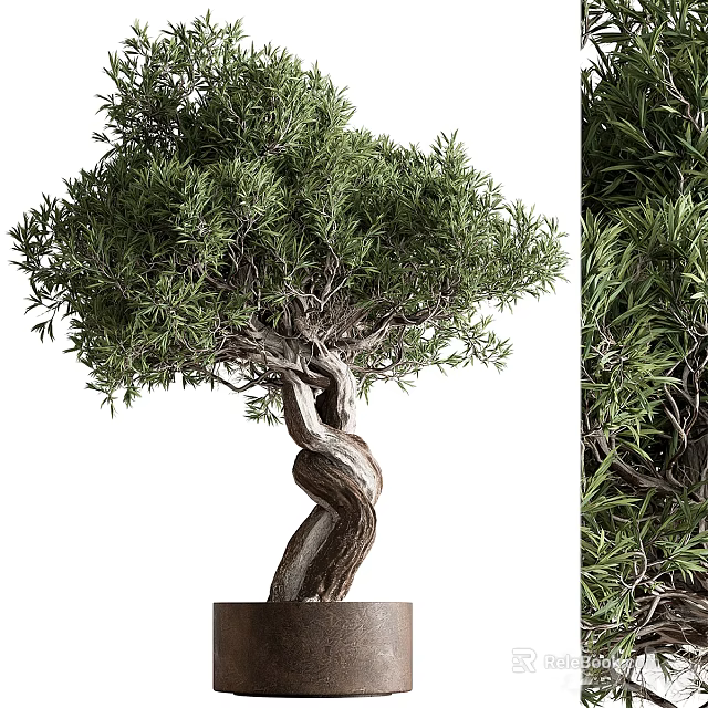 Bonsai Plant With Twisted Trunk And Lush Green Foliage In Pot 3d model 